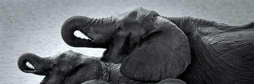 Led by a matriarch, elephants are organized into complex social structures of females and calves,