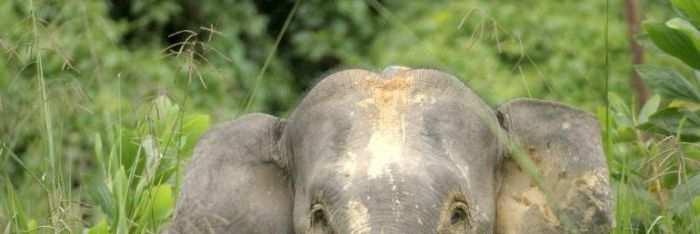 WHY THEY MATTER Elephants help