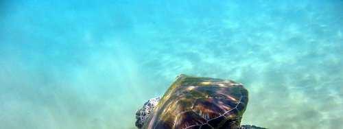 THREATSMarine turtles journey between land and sea and swim thousands of ocean