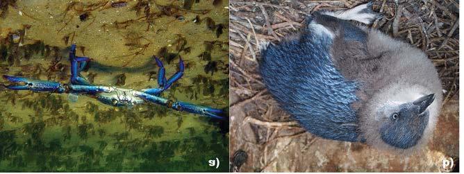 Blue swimmer crabs a) and little penguins b) were heavily impacted by the 2011 marine heat wave Thomas Wernberg a) and Belinda Cannell b) High water temperatures and a lack of available food also
