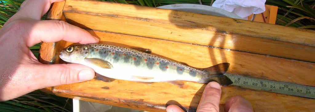Appendix. Profiles of fish species found in the Mink Brook Watershed.