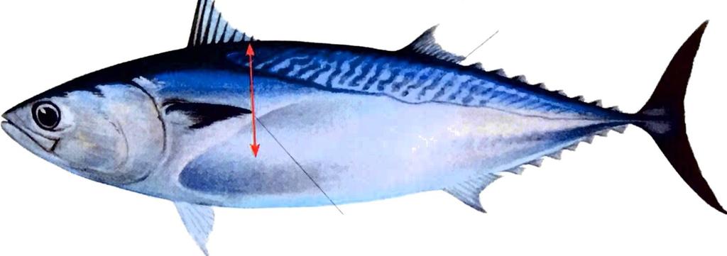 Kawakawa Frigate tuna Max.