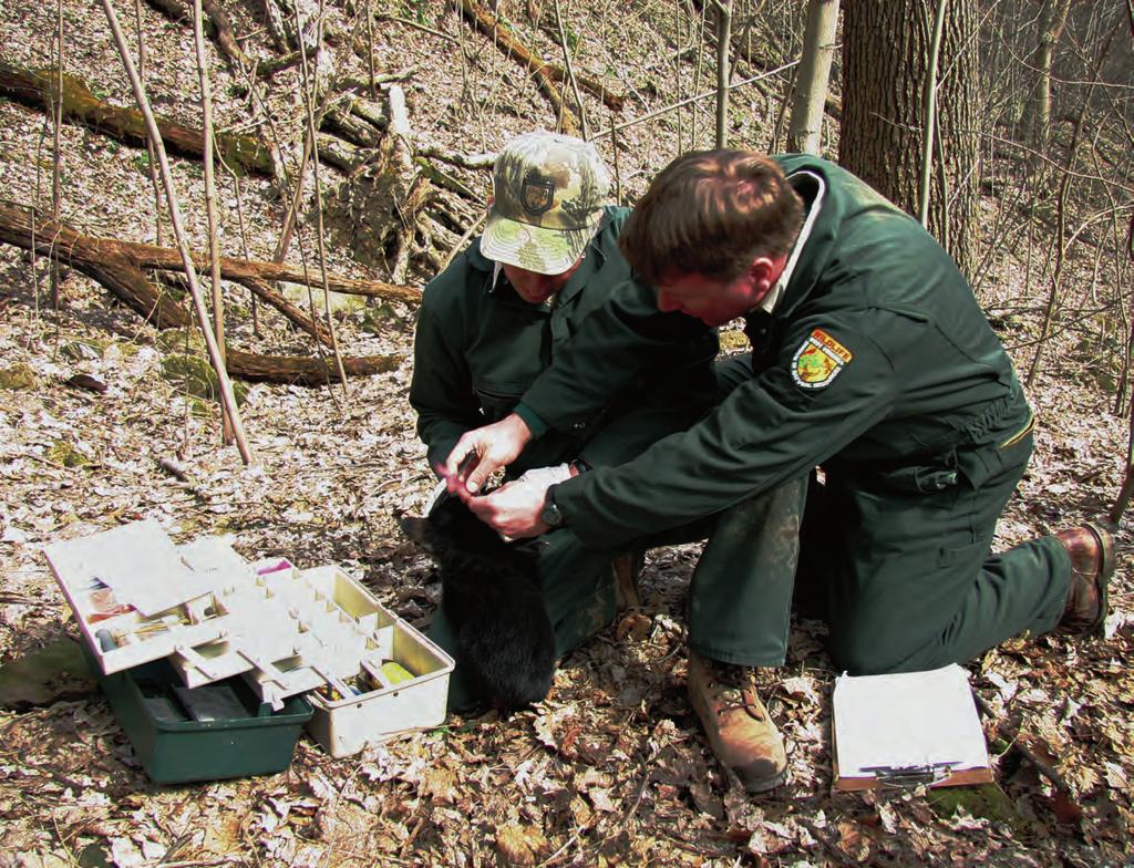 Former district wildlife biologist Gary Sharp, left, and Chris Ryan, DNR s supervisor of game management services, taking biological measurements of a baby bear.