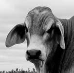 for genetic diversity to be reduced. This increases the risk of recessive genetic diseases becoming more prevalent. Examples in the Brahman breed are Pompes disease and Congenital Myasthenic Syndrome.