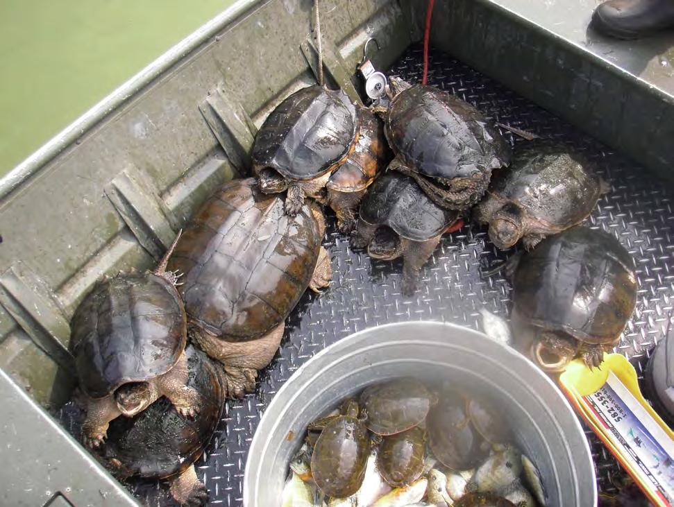 Turtle Results: Painted, snapping, and softshell turtles were sampled in the trapnets and were common in Goose Lake.