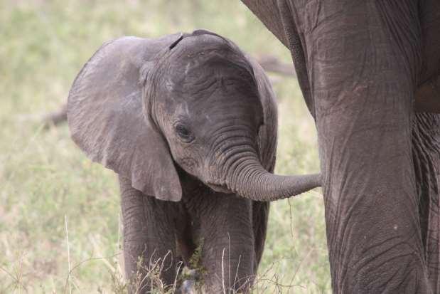 The elephant population in Amboseli National Park is one of the few that has been able to live a relatively undisturbed existence in natural conditions.