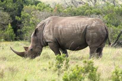Activities - Meru National Park RHINO SANCTUARY Inside Meru National Park 80 sq kms has been fenced to create a rhino sanctuary.