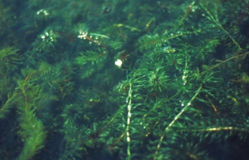 SOUTH AMERICAN WATERWEED Egeria densa This species was introduced into the aquarium trade