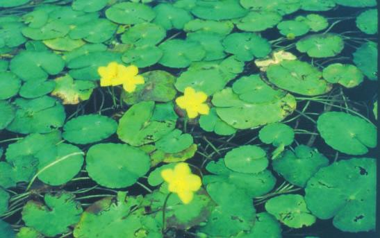 YELLOW FLOATING HEART Nymphoides peltata This extremely hardy