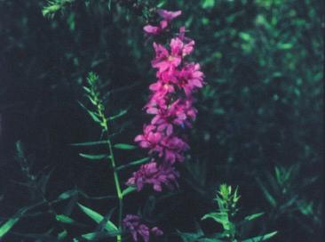 PURPLE LOOSESTRIFE Lythrum salicaria Purple Loosestrife is an invasive non-native plant from Europe and Asia that was