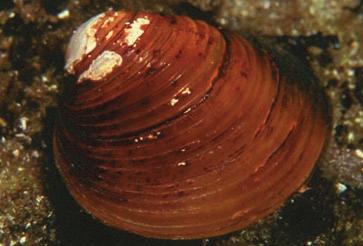 ASIAN CLAM Corbicula This clam is usually less than 0.5cm wide and is a dark beige to brown color.