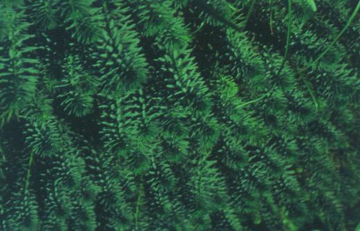 PARROT-FEATHER Myriophyllum aquaticum This South American species is established on Long