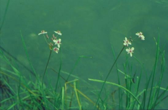 FLOWERING RUSH Butomus umbellatus This plant is well established in the Lake Champlain