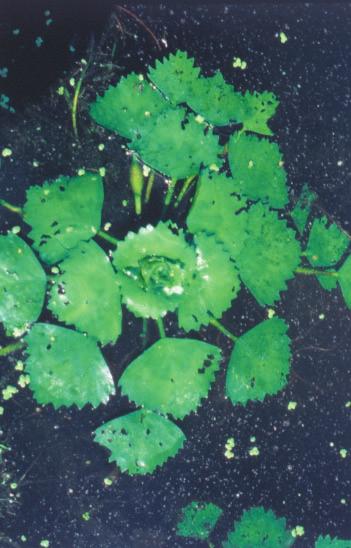 WATER CHESTNUT Trapa natans Water chestnut is a major nuisance in the Concord River and Charles River systems of