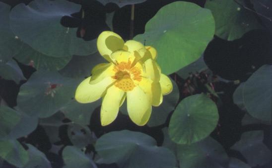 YELLOW WATER LOTUS Nelumbo lutea This species is native to New England and often is used in private water gardens.