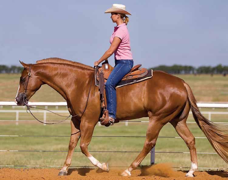 Julie Goodnight s Tips for Riding a Horse: How to Ride a Horse at the Canter Fix