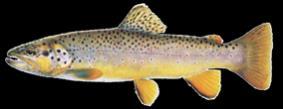 is a prized cold-water trout fishery with a freestone bottom, and