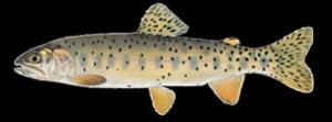 Cutthroat Trout is the dominant species.