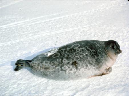 Ringed seal Hudson Bay Small seal 80 kg Associated with fast ice Pups born in snow caves No long term trend in