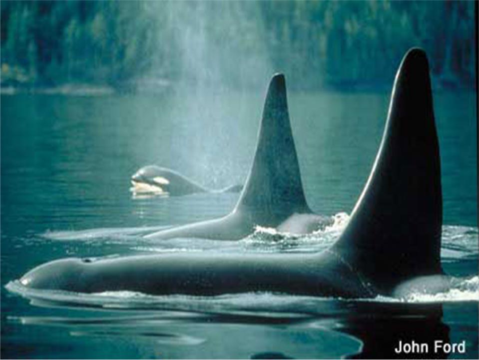 Killer Whales 5.5 m, 1.