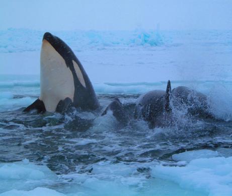 whales target bowhead, or WHB beluga