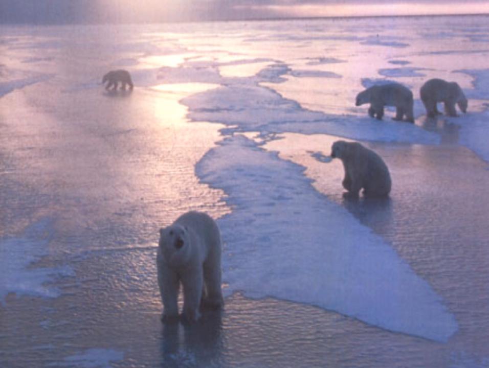 Bears in Hudson Bay summer on land, Move to