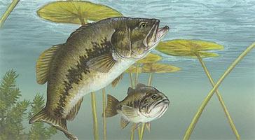 The Fish Largemouth Bass Preferred Habitat: largemouth bass prefer warm, moderately clear water that has no appreciable current. Range: found virtually in all of Oldfield's ponds.