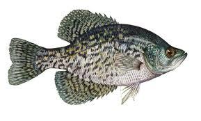 Food Habits: Sunfish feed on a variety of mature and immature insects as well as other small invertebrates. Most feeding activity occurs near the surface.