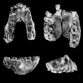 2. Australopithecus anamensis Lake Turkana Region of Kenya 4.2-3.