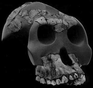 Australopithecus garhi Australopithecus garhi 3-2 mya in East Africa: spotty