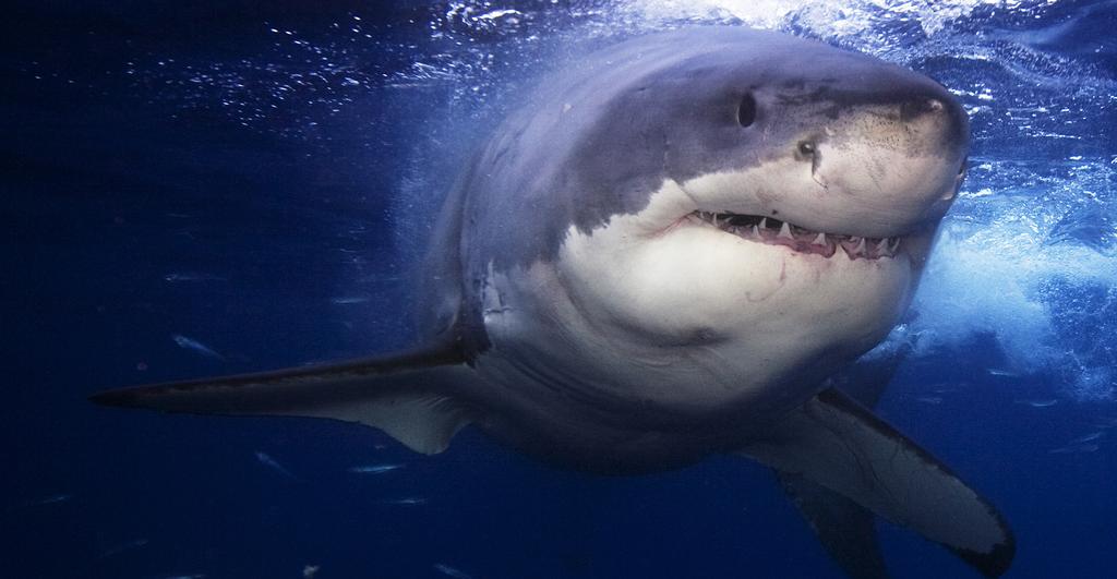 THE BIG DEBATE: Is it right to protect people by culling sharks?