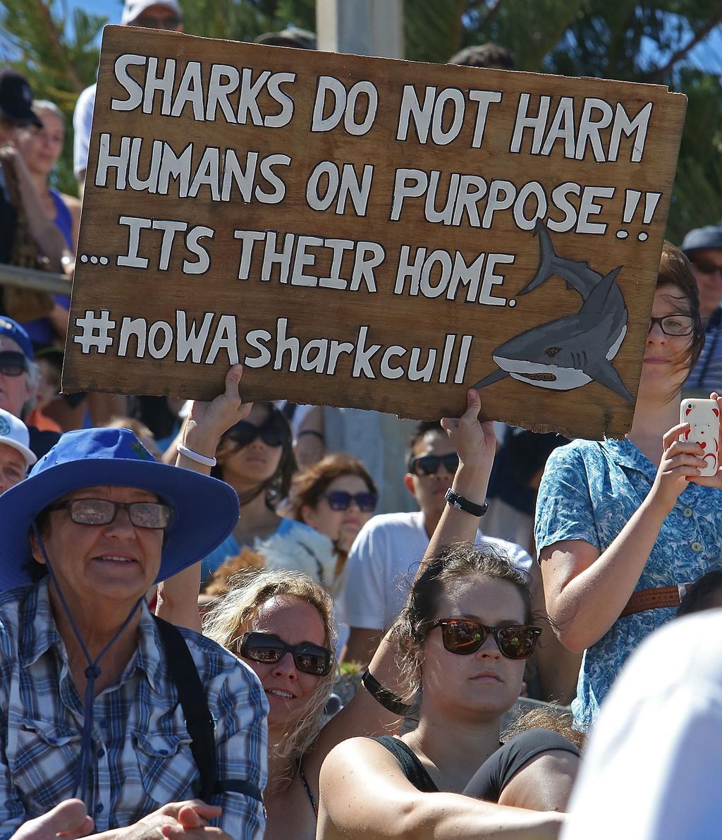 DILEMMA: IS IT RIGHT TO PROTECT PEOPLE BY CULLING SHARKS? THE DILEMMA Friday 19 May 2017 Sharks and their relationship with humans have been in the news lately after a number of recent attacks.
