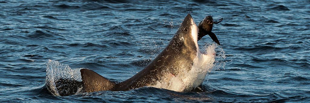 DILEMMA: IS IT RIGHT TO PROTECT PEOPLE BY CULLING SHARKS? SHARK ATTACK Friday 19 May 2017 Sharks are carnivores, which means they eat other animals they even consume other sharks.