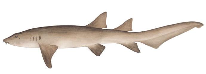 Tawny Nurse Shark Nebrius ferrugineus Other names Tawny shark, spitting shark, sleepy