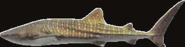 Whale Shark Rhincodon typus Adults huge, attaining more than 12 m in length Head very broad and flattened