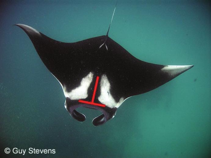 Oceanic Manta Ray Manta birostris Head very broad Mouth terminal on head with black markings on underside of mouth area Teeth