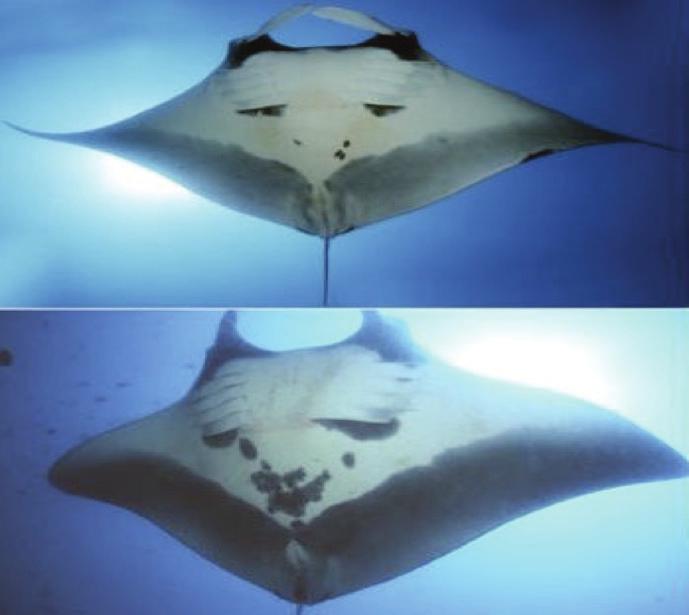 to reef manta Black spots absent between gill slits Attains at least 670 cm DW (reported to 910 cm); males mature at 360 380 cm