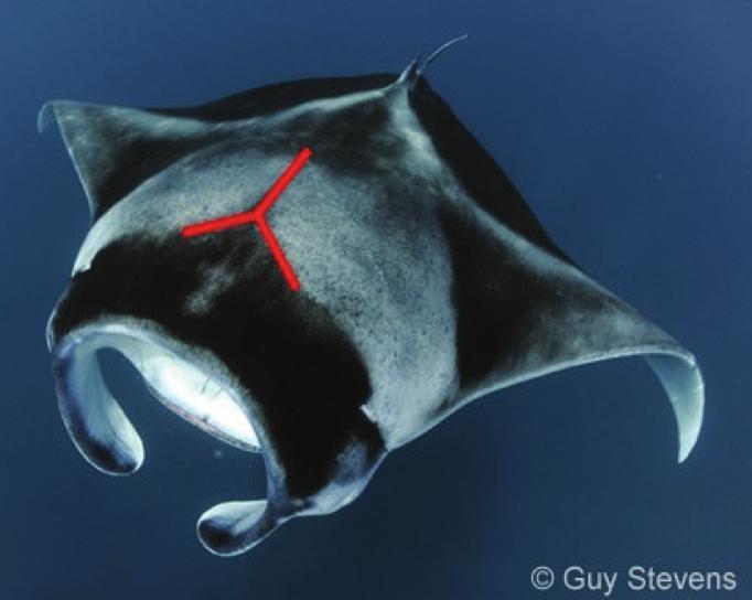 Reef Manta Ray Manta alfredi Y shape on dorsal head region Underside of mouth region white