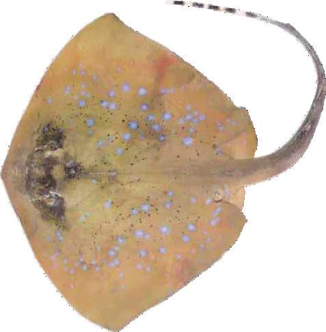 Bluespotted Stingray Dasyatis kuhlii Low skin fold present on ventral surface of tail Low skin fold on