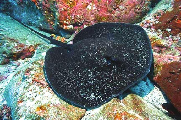 Marble Ray Taeniura meyeni Other names black-blotched stingray, giant reef ray,