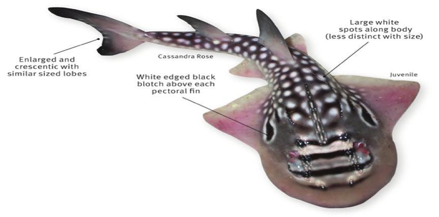 Bowmouth Guitarfish Rhina ancylostoma 1st dorsal-fin directly