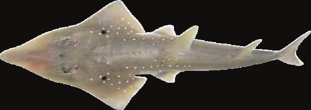 Whitespotted Guitarfish Rhynchobatus australiae 1st dorsal-fin directly