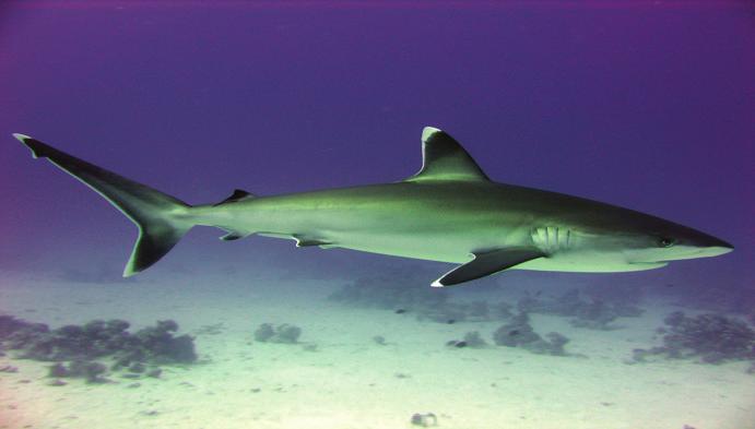 Silvertip Shark Charchinus albimarginatus 1st