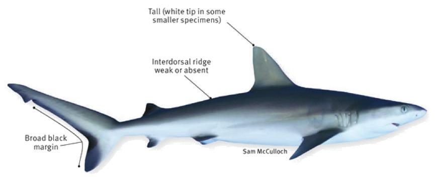 Grey Reef Shark Carcharhinus amblyrhynchos Entire posterior edge of