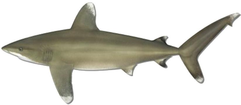 Oceanic Whitetip Shark Carcharhinus longimanus 1st dorsal fin and pectoral fin enlarged with very