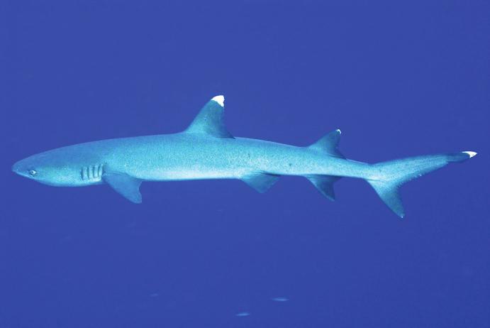 Found throughout the Indo Pacific. Often mistaken for Oceanic Whitetip.