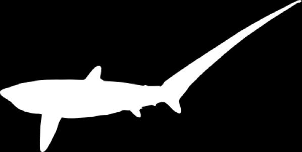 Pelagic Thresher Shark Alopias pelagicus Upper caudal lobe nearly as long as rest of shark Rounded