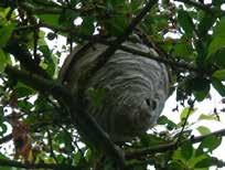 Wasps construct their nests from paper pulp, while bees often construct their hives inside tree cavities.