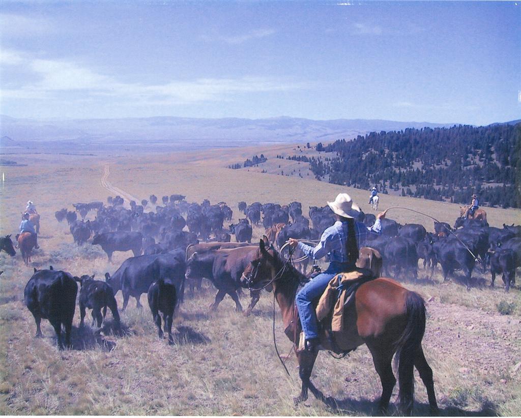 Cattle drives Cattle drives made up an important part of the cattle industry.