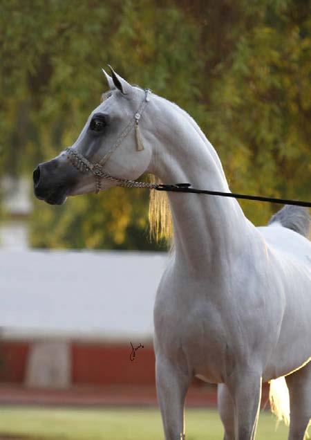 Al Shaqab s breeding philosophy is to preserve the Arabian breed in all its greatness: to produce horses that are beautiful, athletic, and strong, with